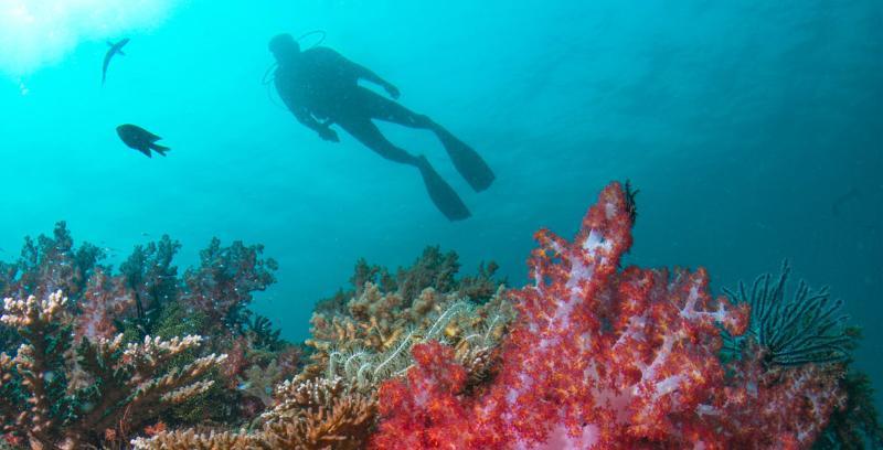 Tanjong Jara Resort, Terengganu - A Small Luxury Hotels Of The World Dungun Εξωτερικό φωτογραφία Scuba diving in the Red Sea